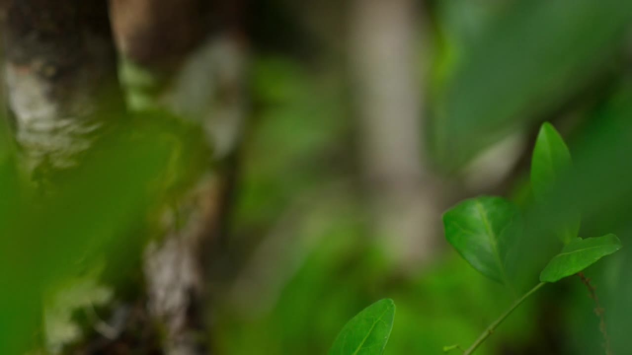 地球脉动.第二季第3集.丛林